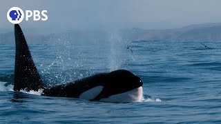 How Orcas Hunt Dolphins [upl. by Horne165]