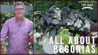 All About Begonias  The Dirt  Better Homes amp Gardens [upl. by Jecoa200]