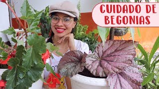 Cómo cuidar Begonias│Candy Bu [upl. by Wickner]