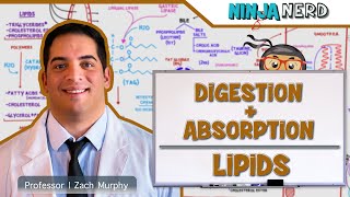 Gastrointestinal  Digestion amp Absorption Of Lipids [upl. by Megdal]