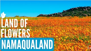 Land of Flowers  NAMAQUALAND SOUTH AFRICA [upl. by Ahseram]