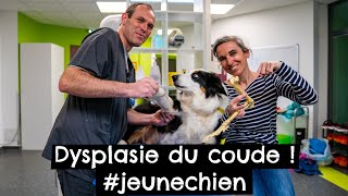 Dysplasie du coude  jeunechien [upl. by Varick923]