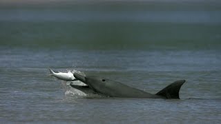 Dolphins Help Fishermen Catch Fish [upl. by Aserahs397]