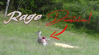 How to properly put a shock collar on a Rage broadhead [upl. by Sykleb798]