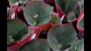 BEGONIA PROPAGATION — Ep 039 [upl. by Airpac474]