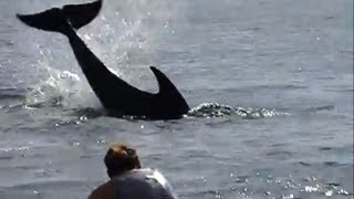 Angry dolphin caught attacking people [upl. by Yalahs841]