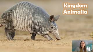 Introduction to Kingdom Animalia [upl. by Laurie315]