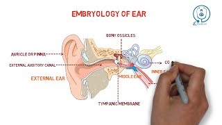 Anatomy of the Ear [upl. by Waal]