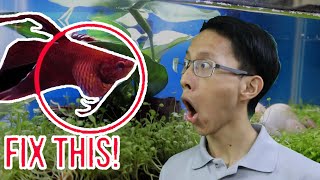 What to do If my Betta Fish Is Bloated FIX Bloated Betta Fish Problem [upl. by Apostles]