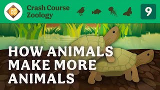 Reproduction Crash Course Zoology 9 [upl. by Emerej]