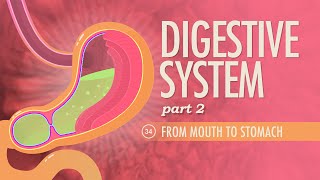 Digestive System Part 2 Crash Course Anatomy amp Physiology 34 [upl. by Doane]