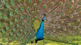 Peacock Dance Display  Peacocks Opening Feathers HD amp Bird Sound [upl. by Sewel]