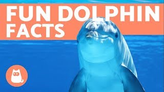 10 Facts About DOLPHINS from Scientific Studies [upl. by Luedtke]