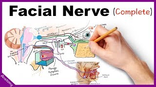 Facial Nerve Anatomy Simplified [upl. by Nylleoj]