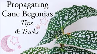 Propagating Cane Begonias  Tips amp Tricks [upl. by Nilde]