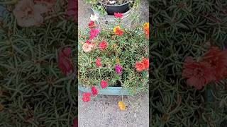 Planta Onze horas  Portulaca grandiflora [upl. by Bruno]