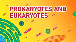 Prokaryotic vs Eukaryotic Cells  Differences Animated [upl. by Minton305]