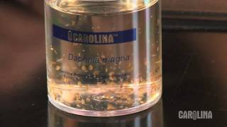 How to Care for Daphnia [upl. by Neelhsa]