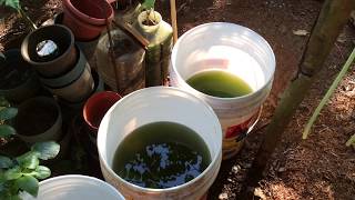 How to grow Green Water Algae [upl. by Lyckman]