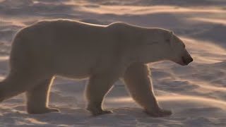 Fur or Blubber What Keeps Polar Bears Warm [upl. by Nidroj]