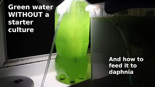 Green Water WITHOUT a Starter Culture  From Scratch  How To [upl. by Ahsiuqat]