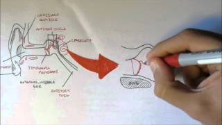 Ear Anatomy [upl. by Levinson]