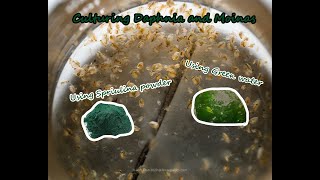 How To Culture Daphnia and Moinas using Green Water Spirulina powder [upl. by Annayk]