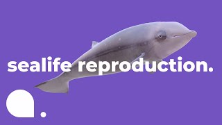 How Fish Reproduce  Exploring the Deep Blue Ep 5 [upl. by Eihpos]