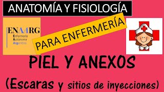 LA PIEL Y ANEXOS ANATOMIA Y FISIOLOGÍA [upl. by Erbma974]