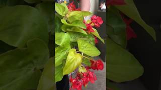 Gardening Tip  Begonia Care [upl. by Cacka]