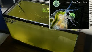 Raising Daphnia for the Freshwater Aquarium [upl. by Narrat]