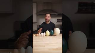 I Cooked the World’s CRAZIEST Eggs [upl. by Sterrett]