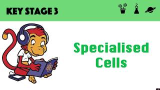 Specialised Cells [upl. by Patrich]