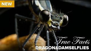 True Facts  Killer Carnivorous Dragonflies [upl. by Fancy653]