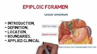 Epiploic foramen Easy notesanatomy [upl. by Paulette]