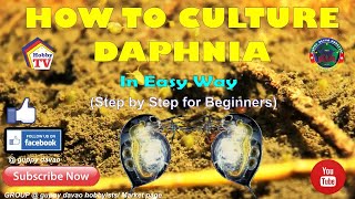 HOW TO CULTURE DAPHNIA In Easy Way [upl. by Anela343]