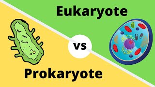 PROKARYOTES VS EUKARYOTES How cells are different [upl. by Ecnar]