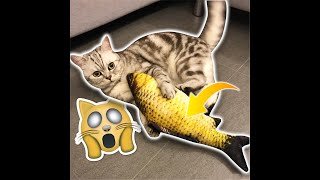 The Flippity Floppy Fish Cat Toy [upl. by Barcus]