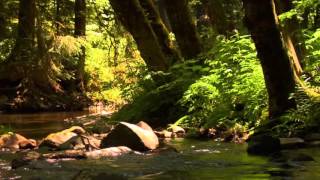 3 hour relaxing peaceful instrumental music by Tim Janis [upl. by Hollah]