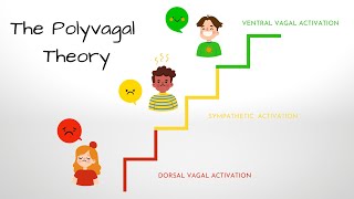 What is the Polyvagal Theory [upl. by Laurita]