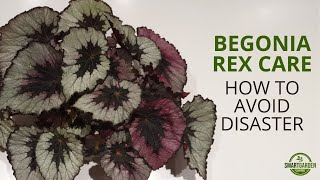 Begonia Rex Care Dont Make These Mistakes [upl. by Yslehc750]